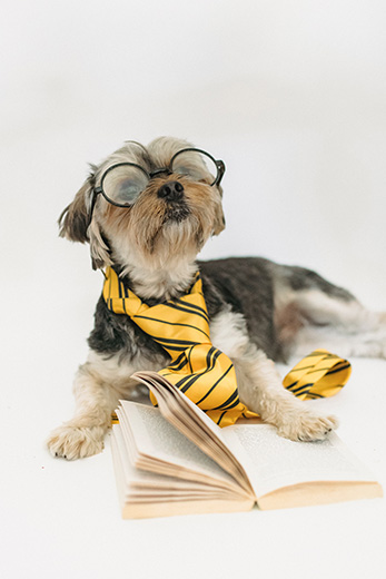 Een hondje met een bril