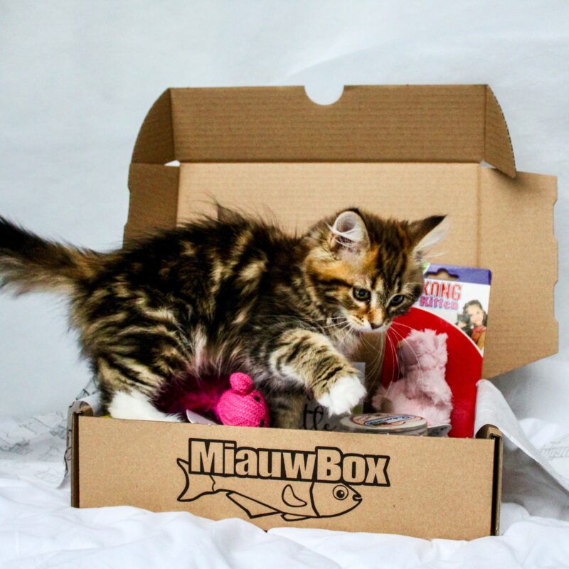 Kitten miauwbox