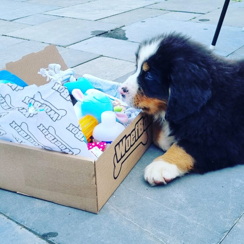 puppy woefbox