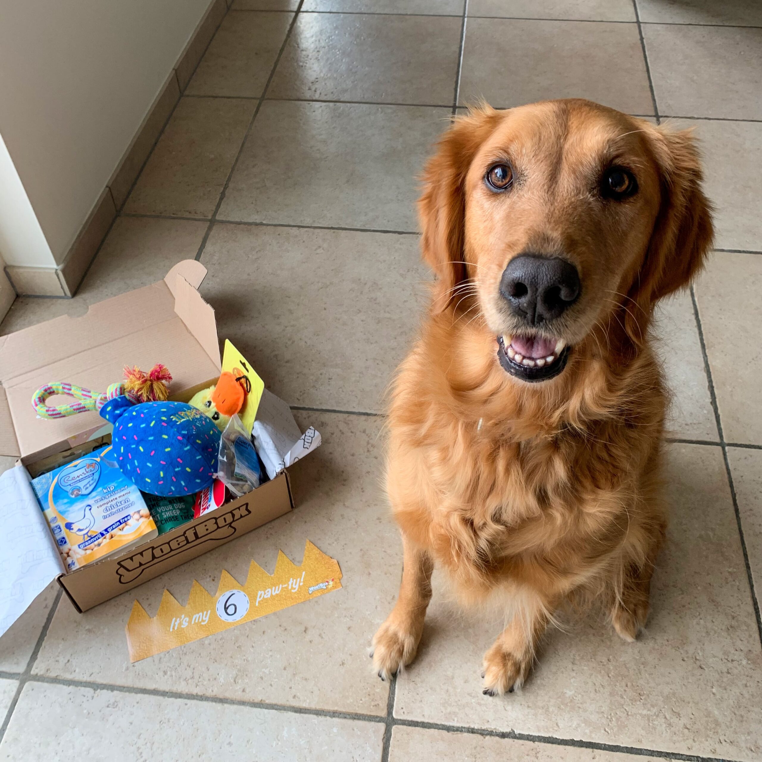 beet vasthoudend Makkelijker maken Verjaardag WoefBox - Het leukste verjaardagscadeau voor je hond!