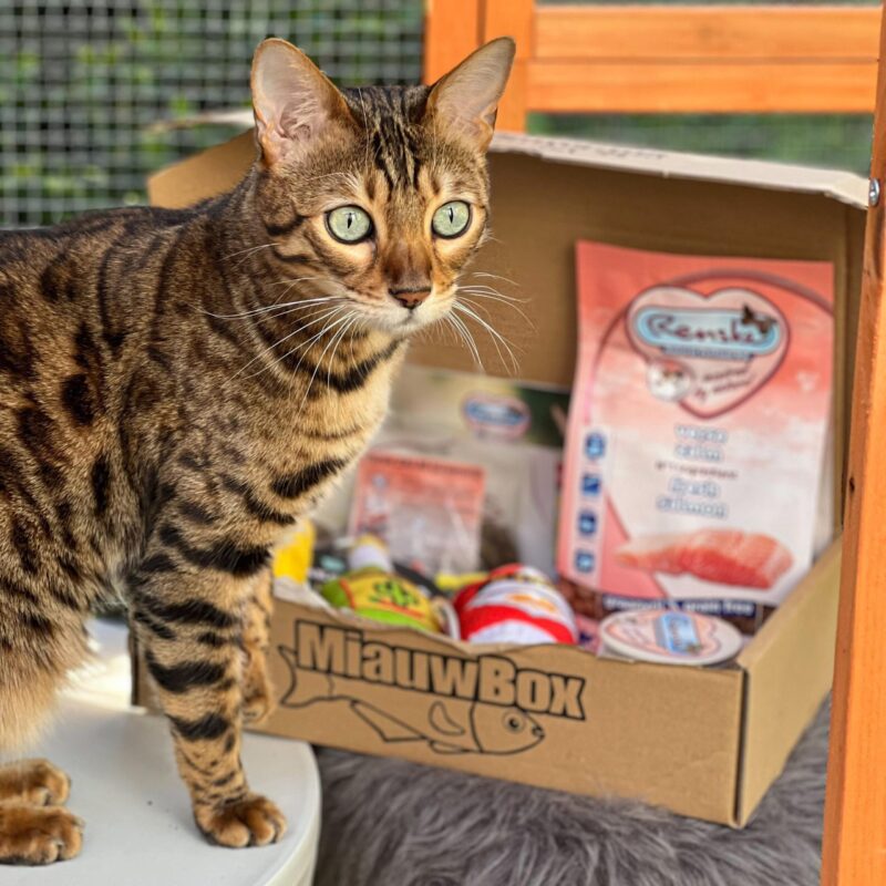 verjaardag miauwbox