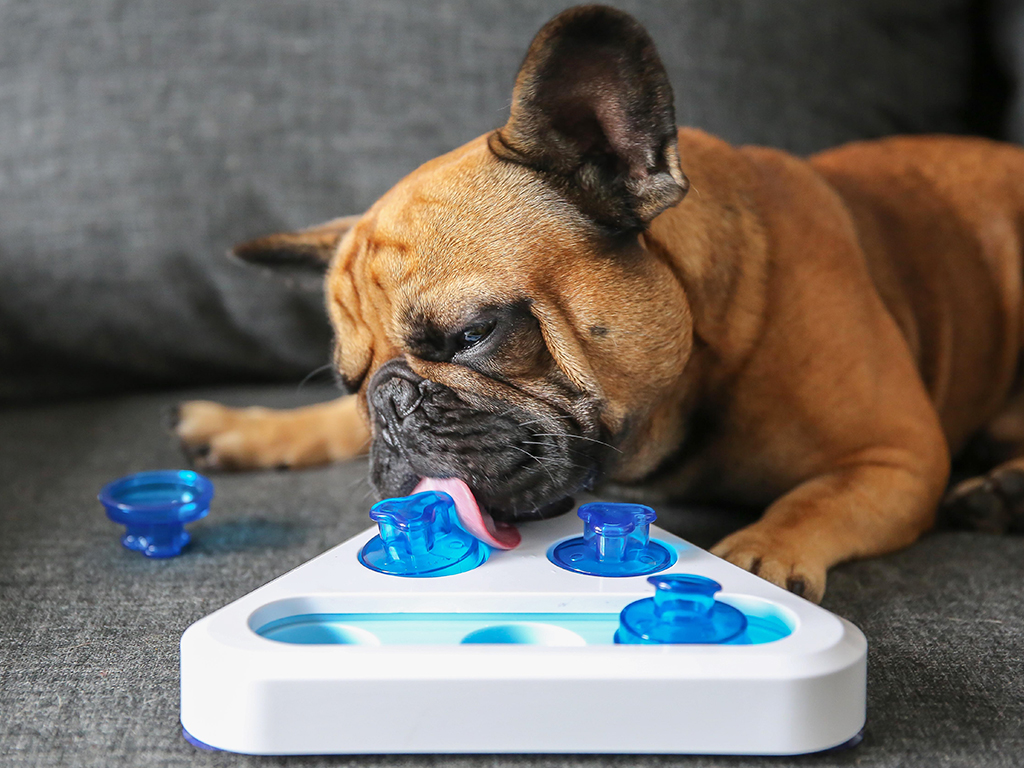 Spel Chop Interactief Brokjes Snack Beloning Spelletje Hond