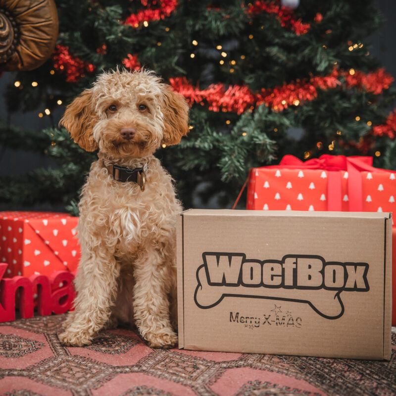 Kerst WoefBox
