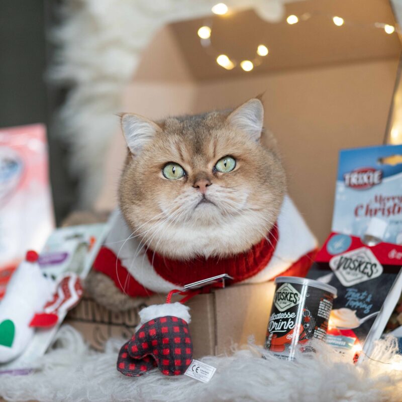Kerst MiauwBox