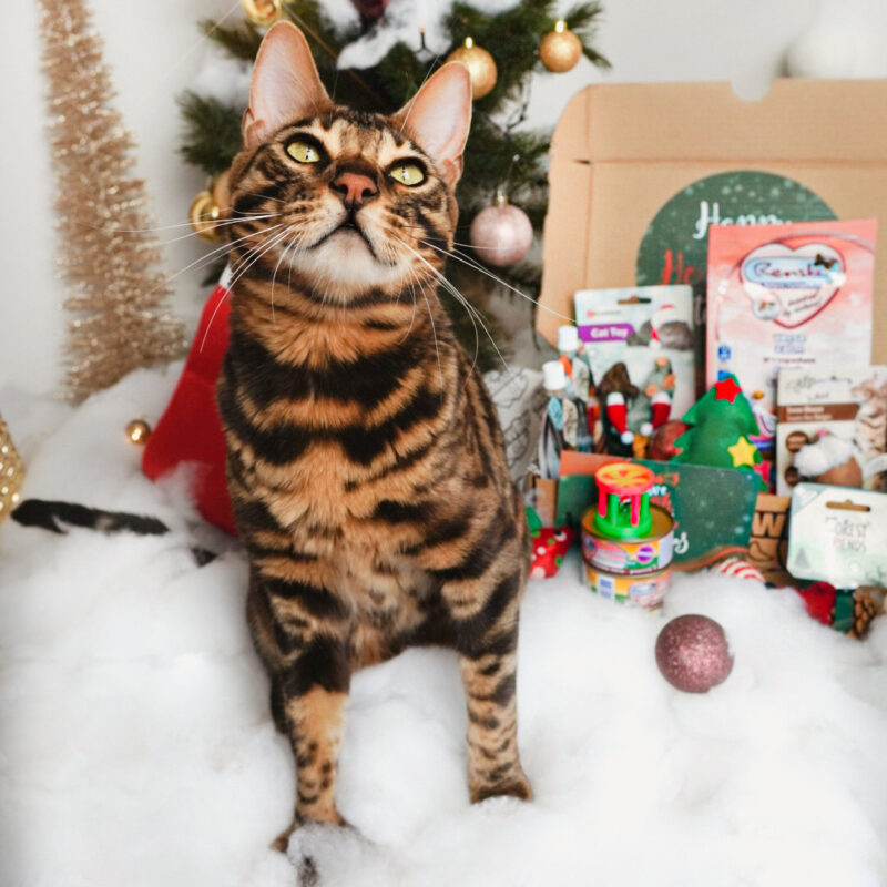 Kerst miauwbox - cadeau voor je kat