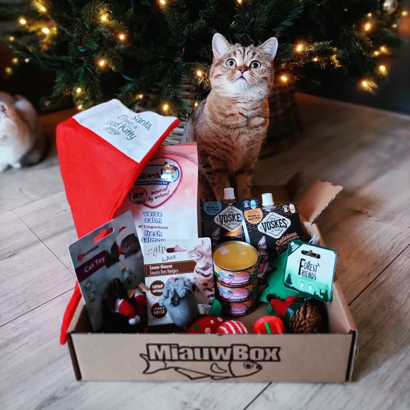 Kerst miauwbox -