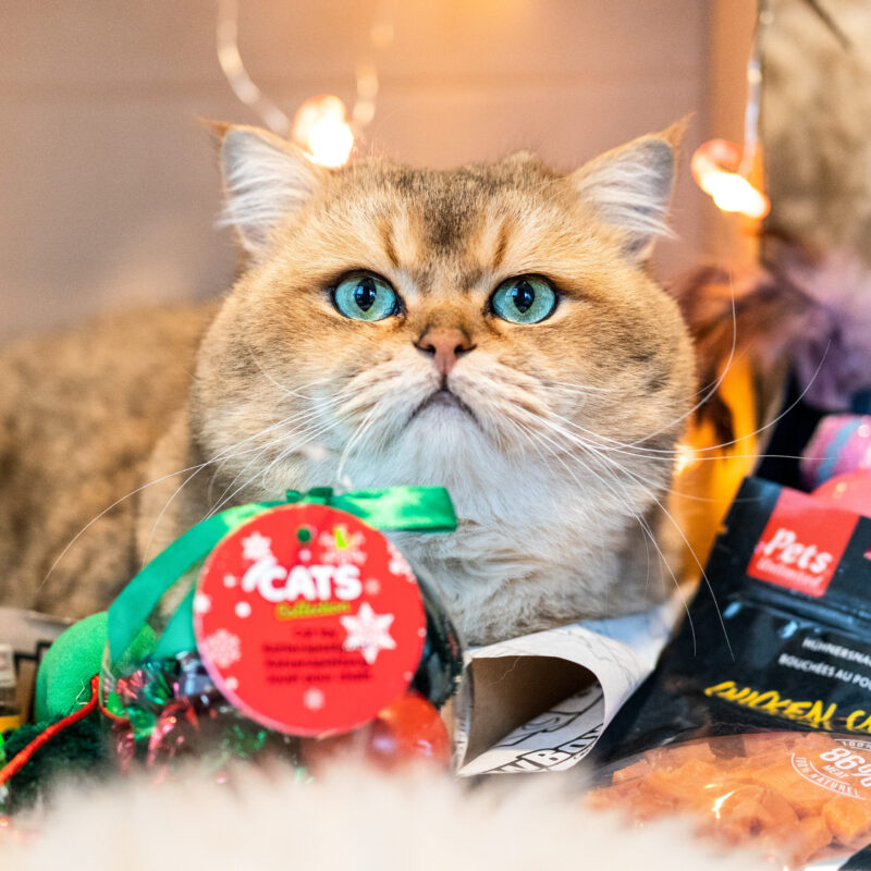 Kerst MiauwBox - katten cadeau kerst