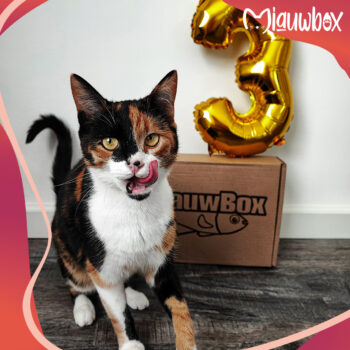 Verjaardag MiauwBox