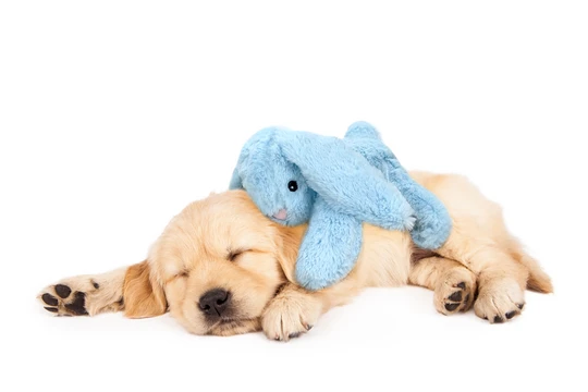 Cozy Dog Bunny Blue