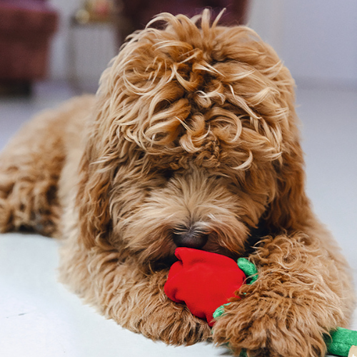 Hond Op Valentijnsdag