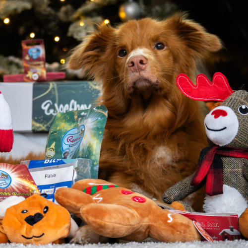 Kerst WoefBox Hond