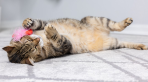 Valentijn Huisdier kat