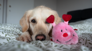 Valentijnsdag Huisdier hond