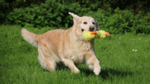 Voorjaarsgedrag hond & kat